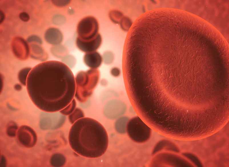 Quel est le taux de monocytes à ne pas dépasser ?-France Légumes