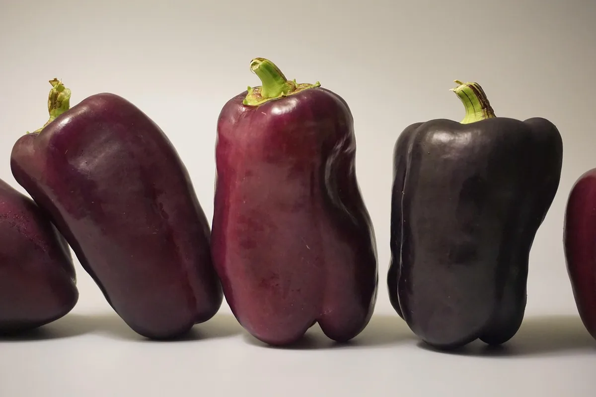 Poivrons farcis disposés dans un plat à gratin prêts à passer sous le gril