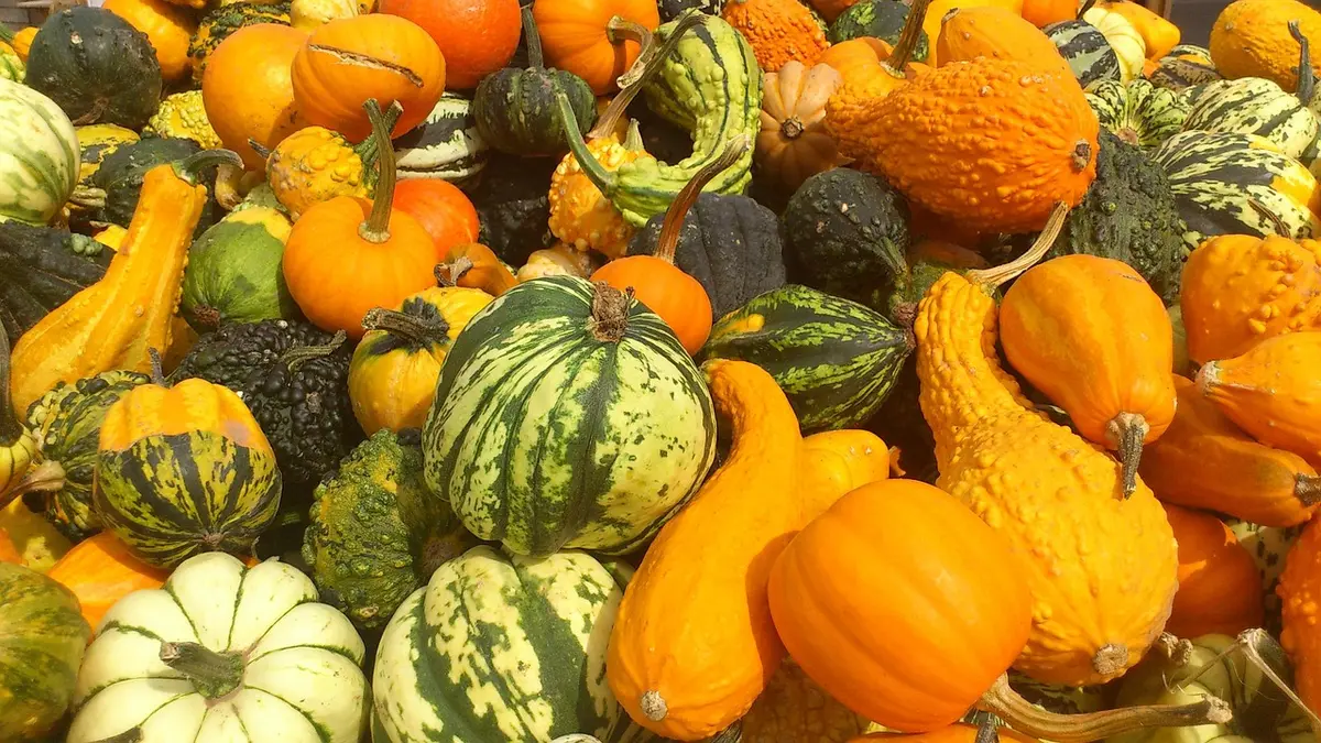 Panier de légumes de saison colorés sur un étal